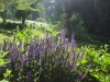 Salvia