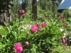 Peonies