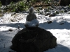 08 Snow Buddha